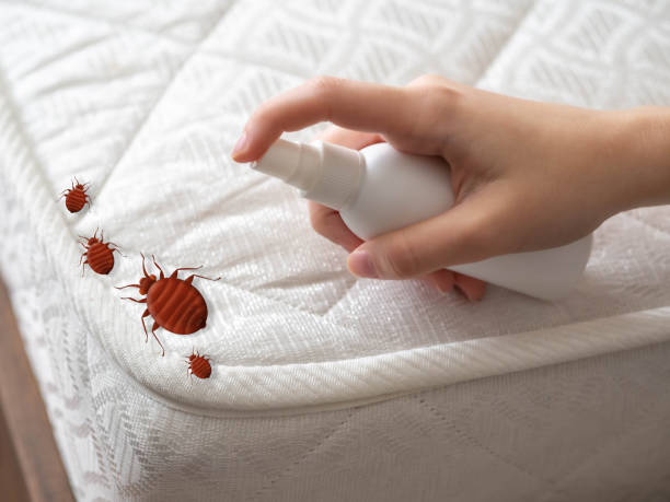 Best Local Pest Control Services  in Pequot Lakes, MN
